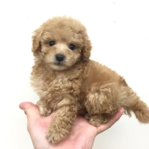トイ・プードル