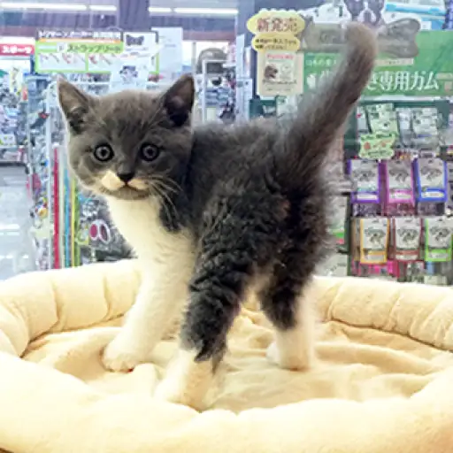 ブリティッシュショートヘア