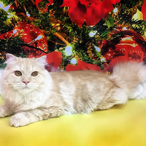 スコティッシュフォールド