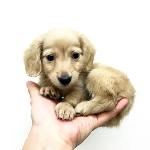 カニンヘン・ダックスフント