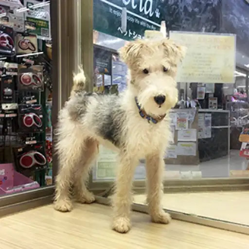 ワイヤーフォックステリア