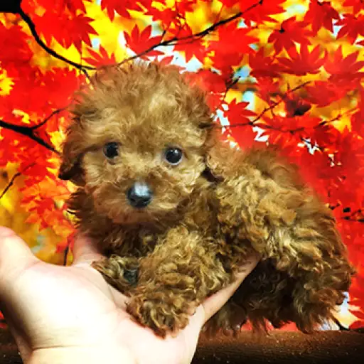 トイ・プードル