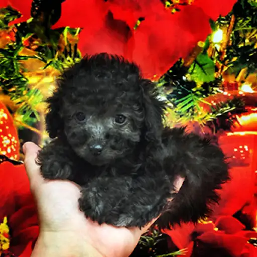 トイ・プードル