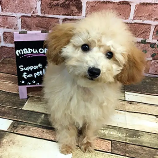 トイ・プードル