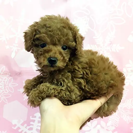 トイ・プードル