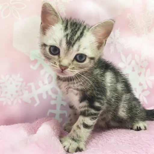 アメリカンショートヘア