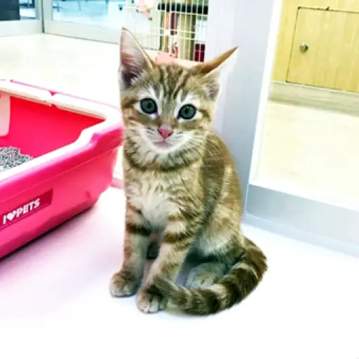 アメリカンショートヘア