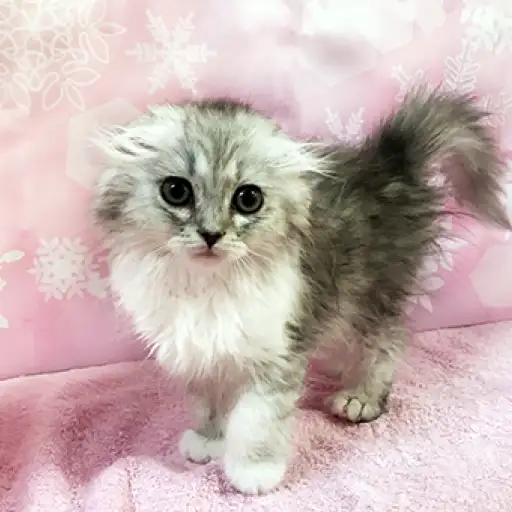 スコティッシュフォールド