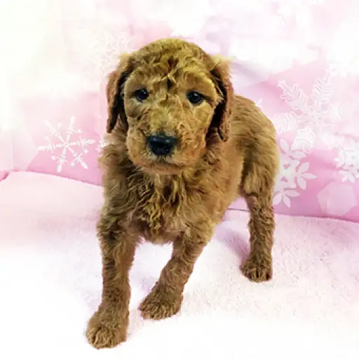 スタンダード・プードル