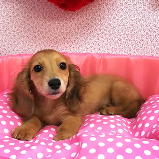 ミニチュア・ダックスフント