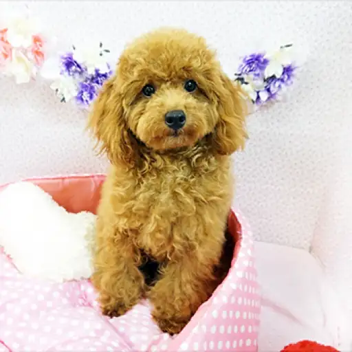 トイ・プードル