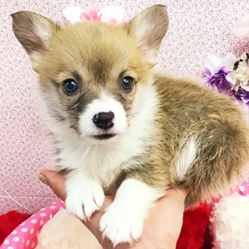 ウェルシュコーギーペンブローク