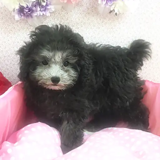 トイ・プードル