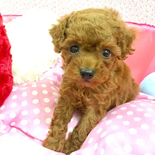 トイ・プードル