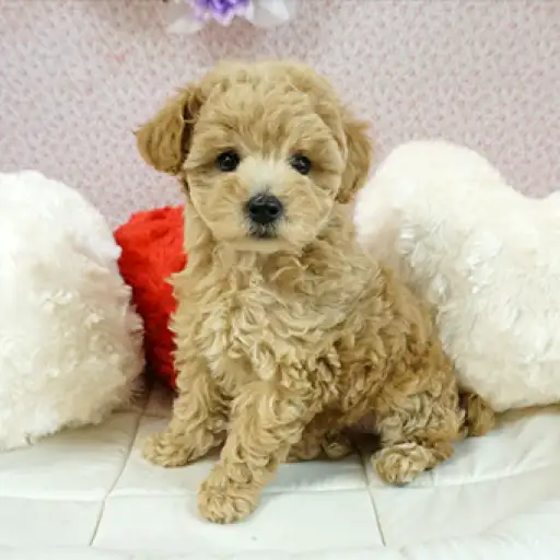 トイ・プードル