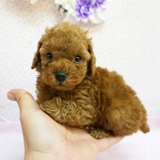 トイ・プードル