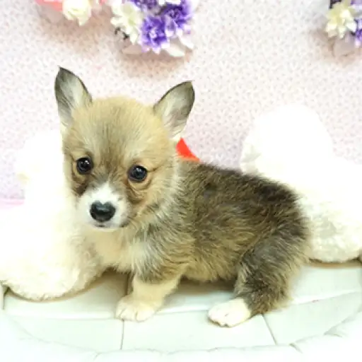 ウェルシュコーギーペンブローク