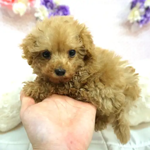 トイ・プードル