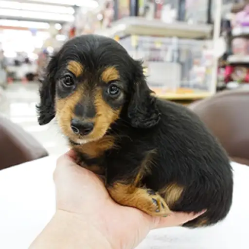 ミニチュア・ダックスフント