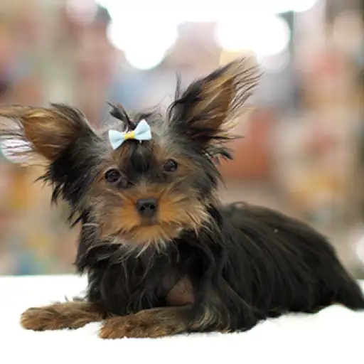 ヨークシャーテリア