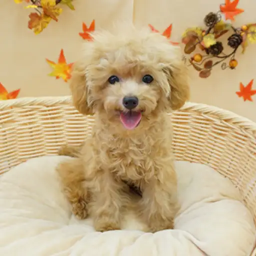 トイ・プードル