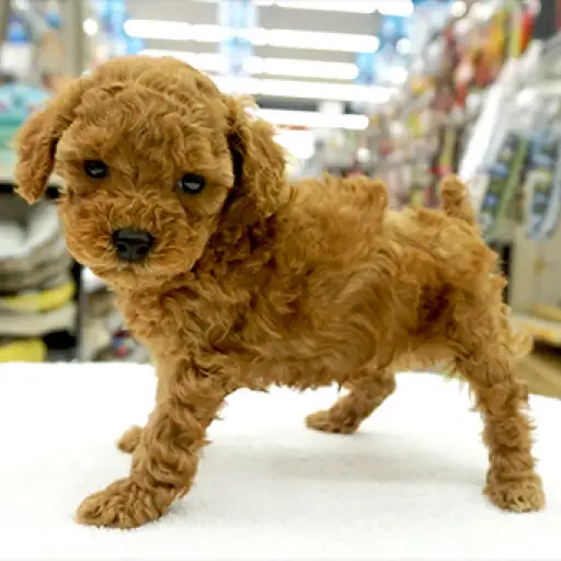 トイ・プードル