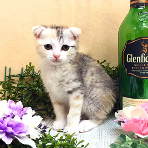 スコティッシュフォールド