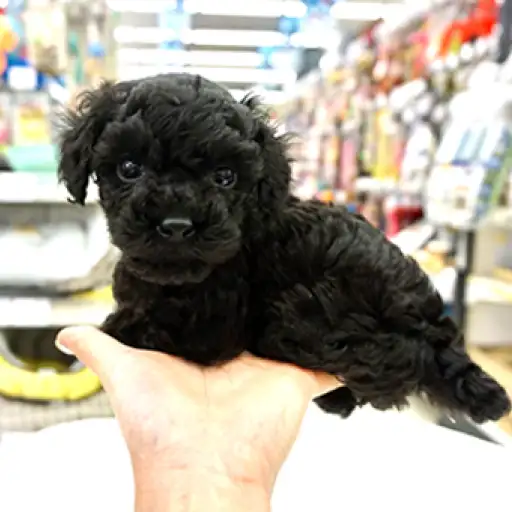 トイ・プードル