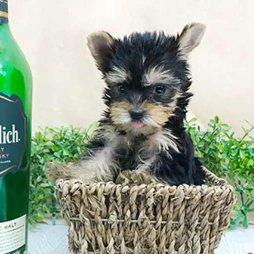 ヨークシャーテリア