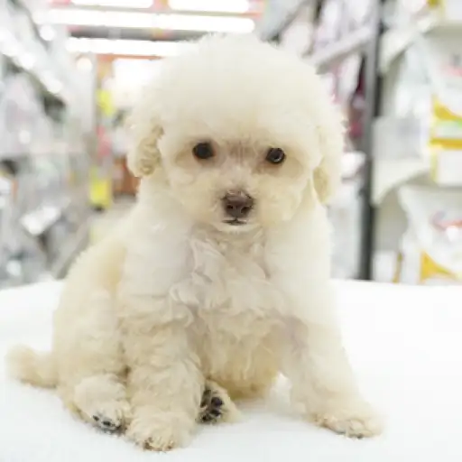 トイ・プードル