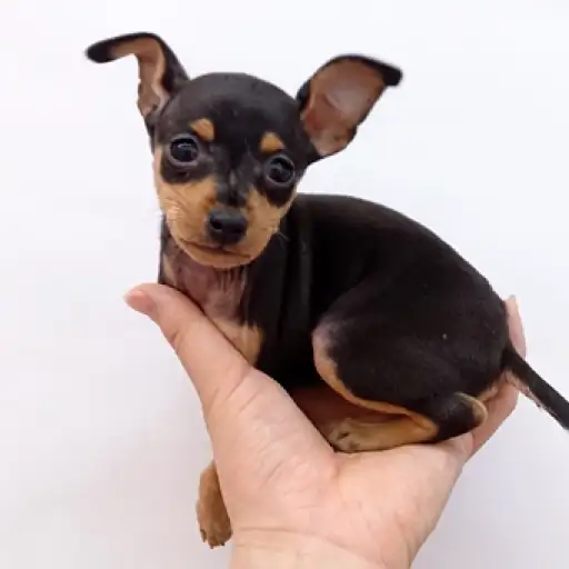 ミニチュア・ピンシャー