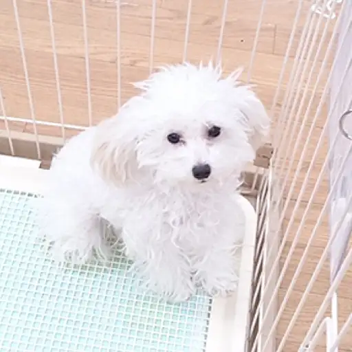 トイ・プードル