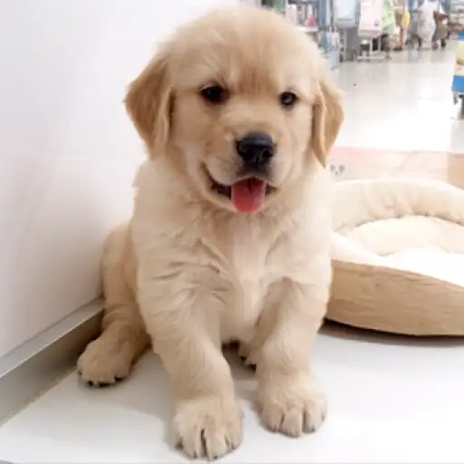 ゴールデンレトリバー