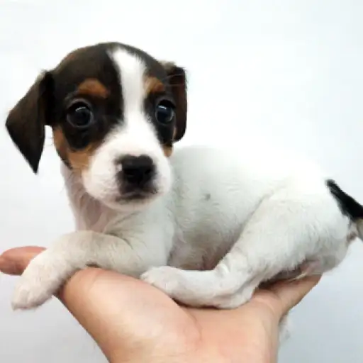 ジャックラッセルテリア