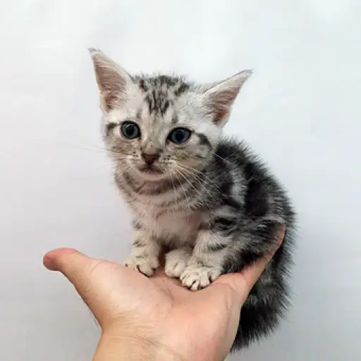 アメリカンショートヘア