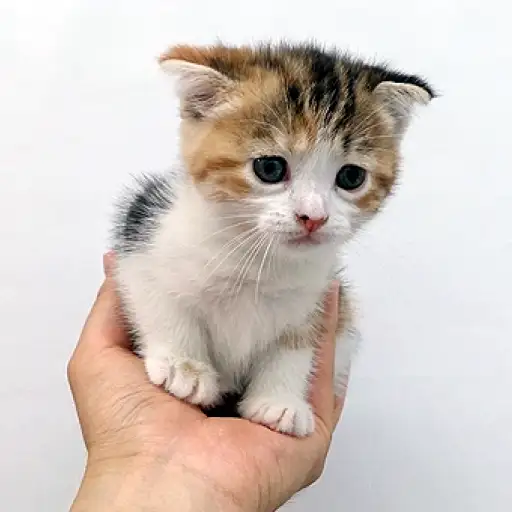 スコティッシュフォールド