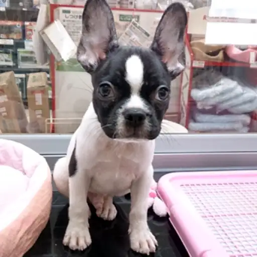 フレンチブルドッグ