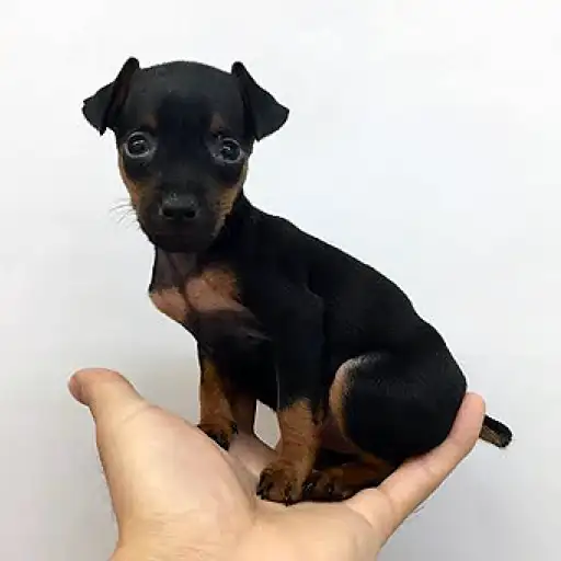 ミニチュア・ピンシャー