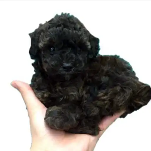 トイ・プードル