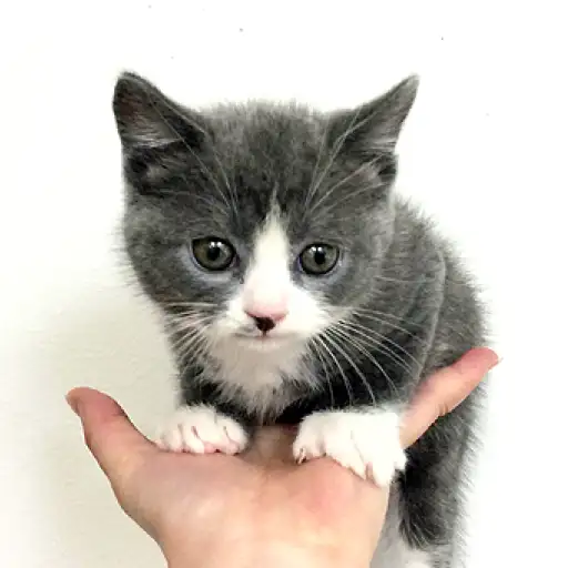 ブリティッシュショートヘア