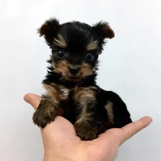 ヨークシャーテリア