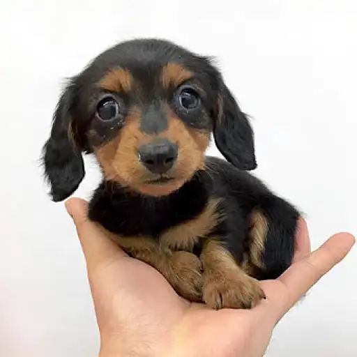 ミニチュア・ダックスフント