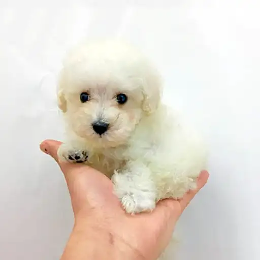 トイ・プードル