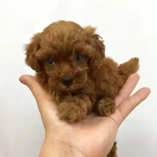 トイ・プードル