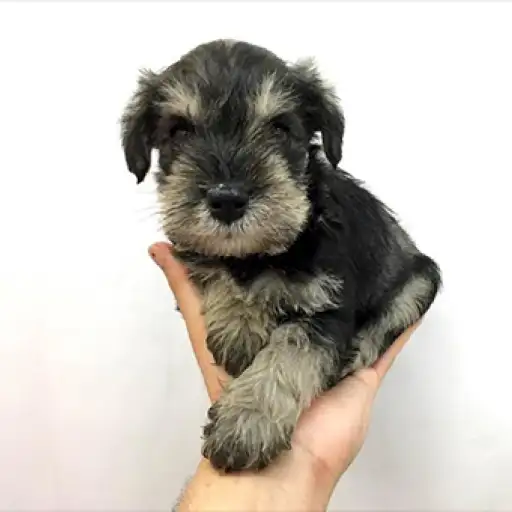 ミニチュア・シュナウザー