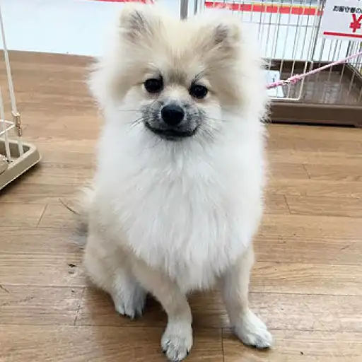ポメラニアン