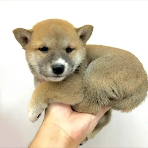 柴犬