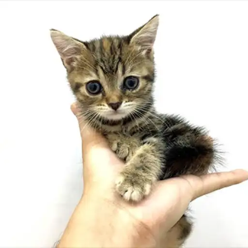 アメリカンショートヘア