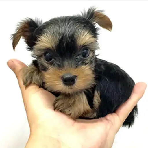 ヨークシャーテリア