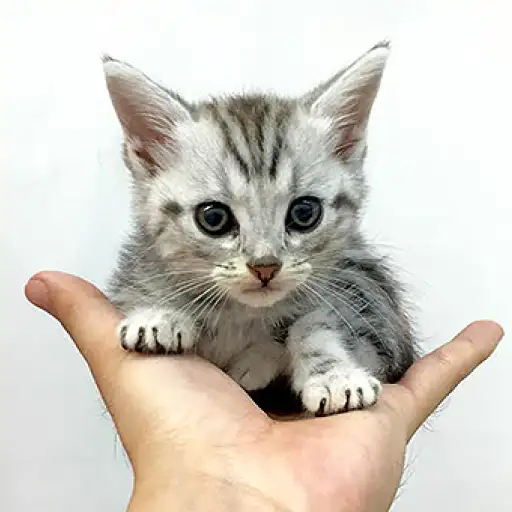 アメリカンショートヘア